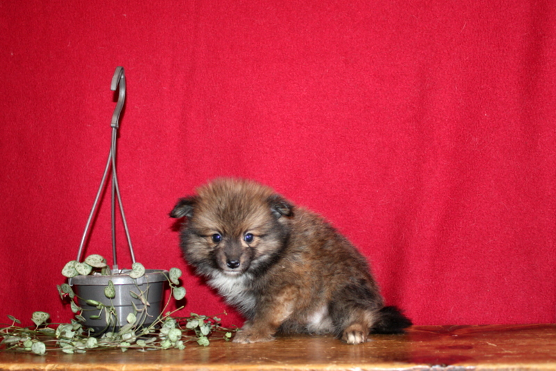 puppy, for, sale, Pomeranian, Matthew B. Stoltzfus, dog, breeder, Gap, PA, dog-breeder, puppy-for-sale, forsale, nearby, find, puppyfind, locator, puppylocator, aca